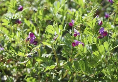 Vika siata jarná JOSE 250 g – medonosné osivo pre včely