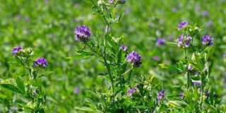 Lucerna siata GIULIA 250g